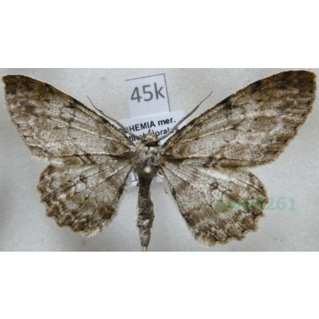 Hypomecis punctinalis (Scopoli, 1763) male Przylepek nakropek Czech45k